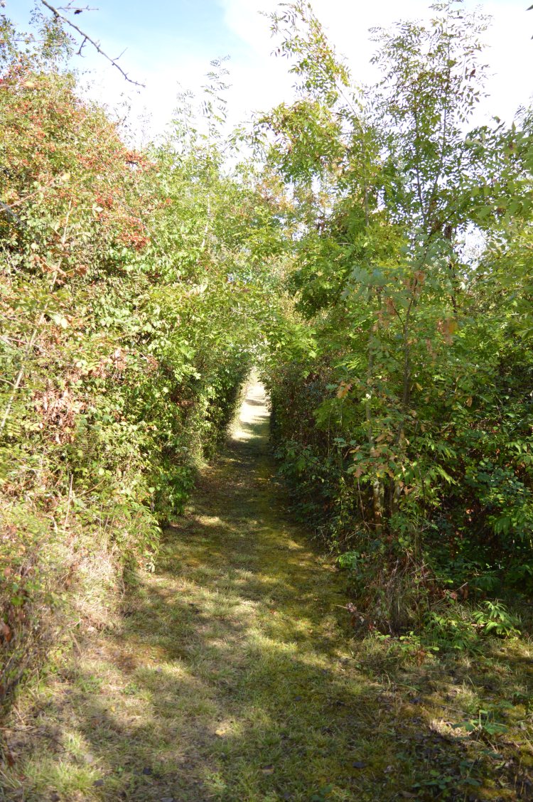 Enchanting path through our planted woodland