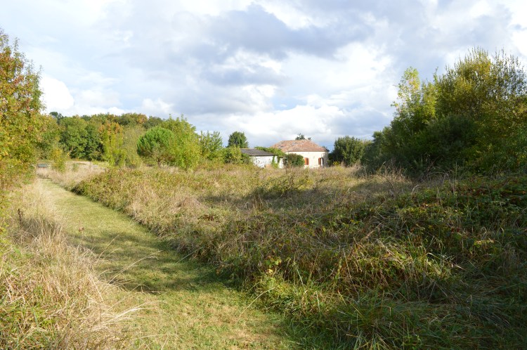 Path through planted trees